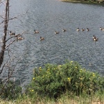 Canada geese on Estes Lake